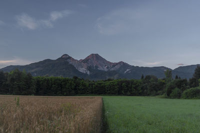 Scenic view of field against sky