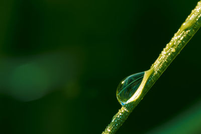 Close-up of plant against blurred background
