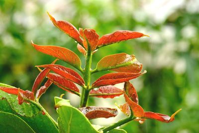 Close-up of red flowering plant