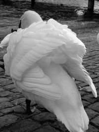 Close-up of swan on lake