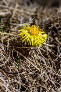 Close-up of yellow flowering plant on field