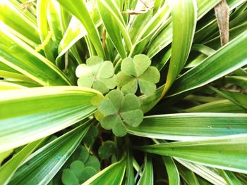 Close up of green plant