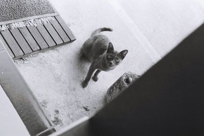 High angle portrait of cat by wall