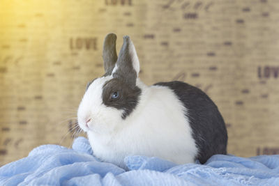 Close-up of a white looking away