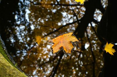 Low angle view of autumn leaf on tree