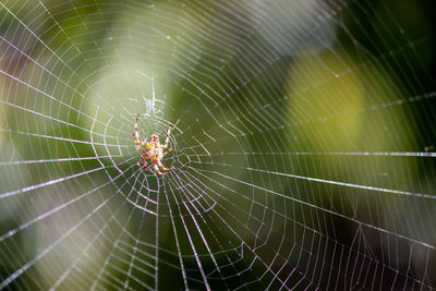 Close-up of spider on web