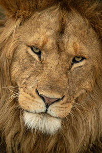 Close-up of male lion looking down seriously