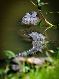 View of alligator in swamp