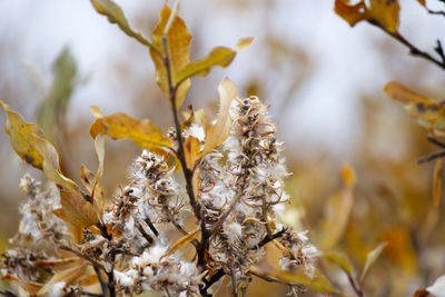 Close-up of white flowering plant