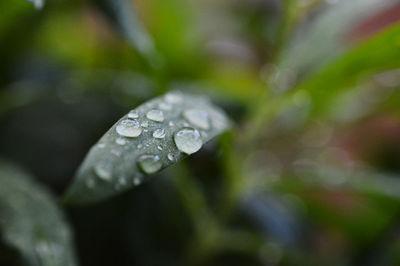 Close-up of raindrops on leaf