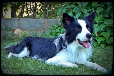 Close-up of dog looking away