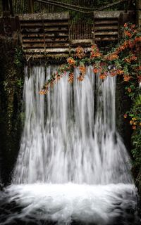 Scenic view of waterfall in forest