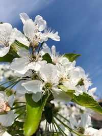 Close-up of white cherry blossoms against sky