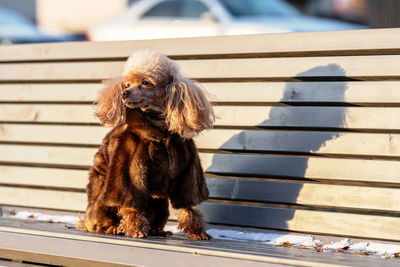 Close-up of dog