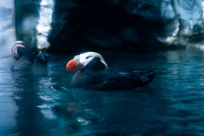 Swan swimming in lake