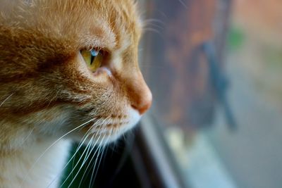 Close-up of a ginger cat at home