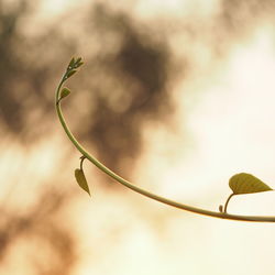 Close-up of plant growing outdoors