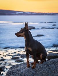 Dog on beach