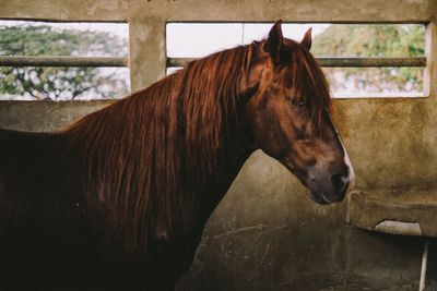 Close-up of horse