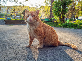 pet