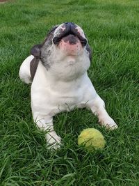 Dog lying on grass