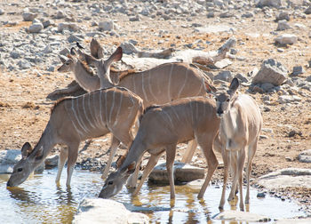 Kudu in the etosha national park namibia south africa