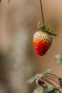 Close-up of strawberry on plant