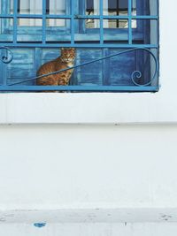 Cat sitting on blue window