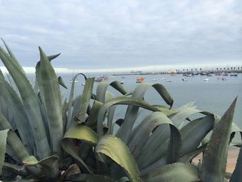 Close-up of plants by sea against sky