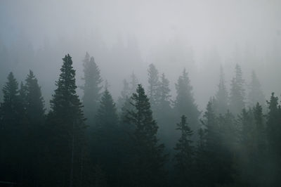 Trees in forest during foggy weather