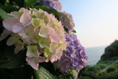 Close-up of purple flowering plant against sky