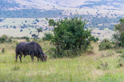 Elephant in park against sky