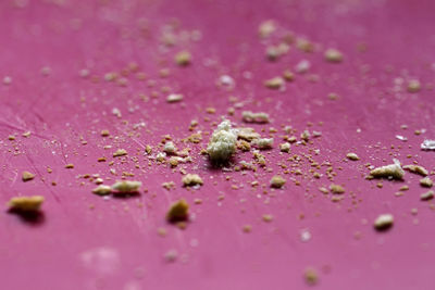 Close-up of insect on pink flower