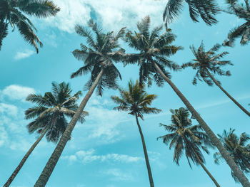 A view of coconut tree