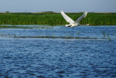 Bird flying over lake