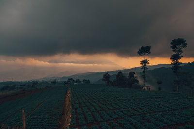 Scenic view of agricultural field against sky during sunset