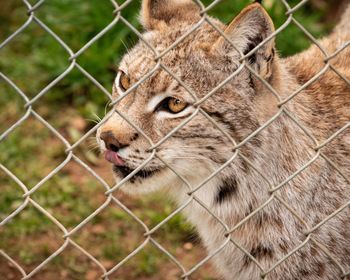 Close-up of a lynx in zoo