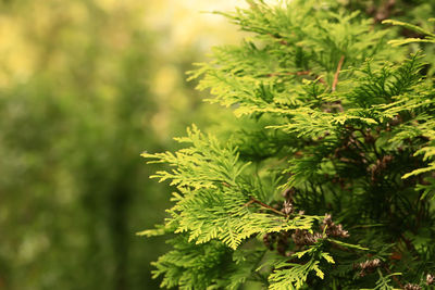 Blurred natural background of green fir