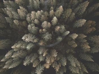 Full frame shot of trees in forest