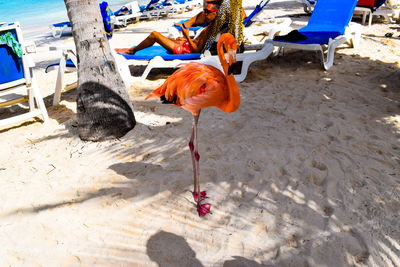 View of birds on beach