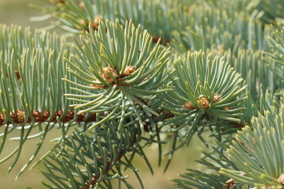 Pine needles 