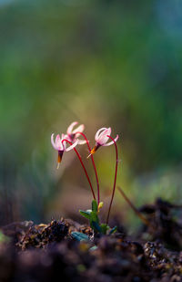 Close-up of flowering plant on field