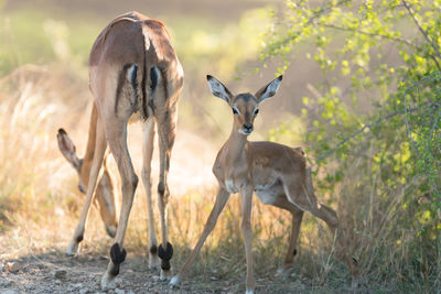 Deer standing on field