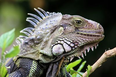 Close-up of iguana