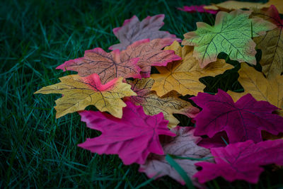 Close-up of maple leaves on field