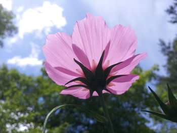 Close-up of pink flowers