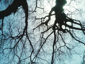 Low angle view of silhouette bare tree against sky