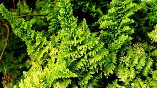 Full frame shot of fresh green leaves