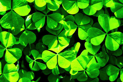 Clover Shamrock