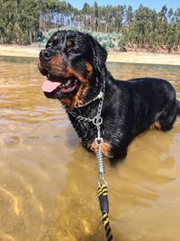 Black dog sitting by water